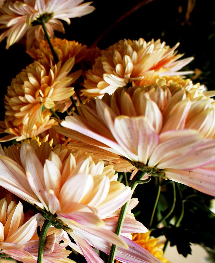 Love Flowers #650 Photograph by Baljit Chadha