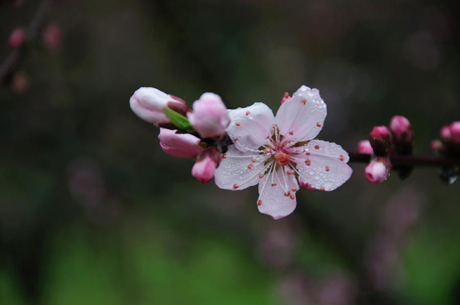 Blossoming peach flowers closeup #66 Photograph by Carl Ning - Fine Art ...