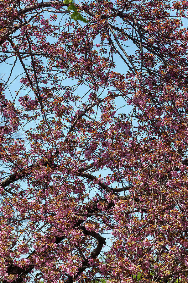 Cherry Trees #66 Photograph by Robert Ullmann