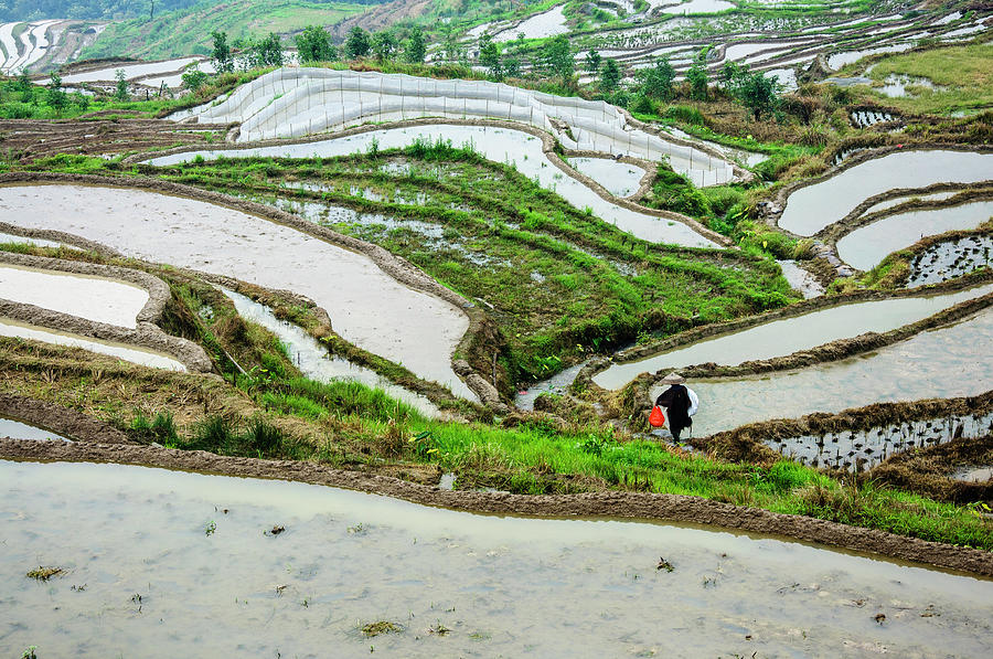 Longji terraced fields scenery #66 Photograph by Carl Ning