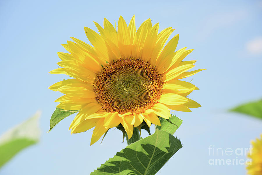 Nice Sunflower Photograph by Elvira Ladocki - Fine Art America