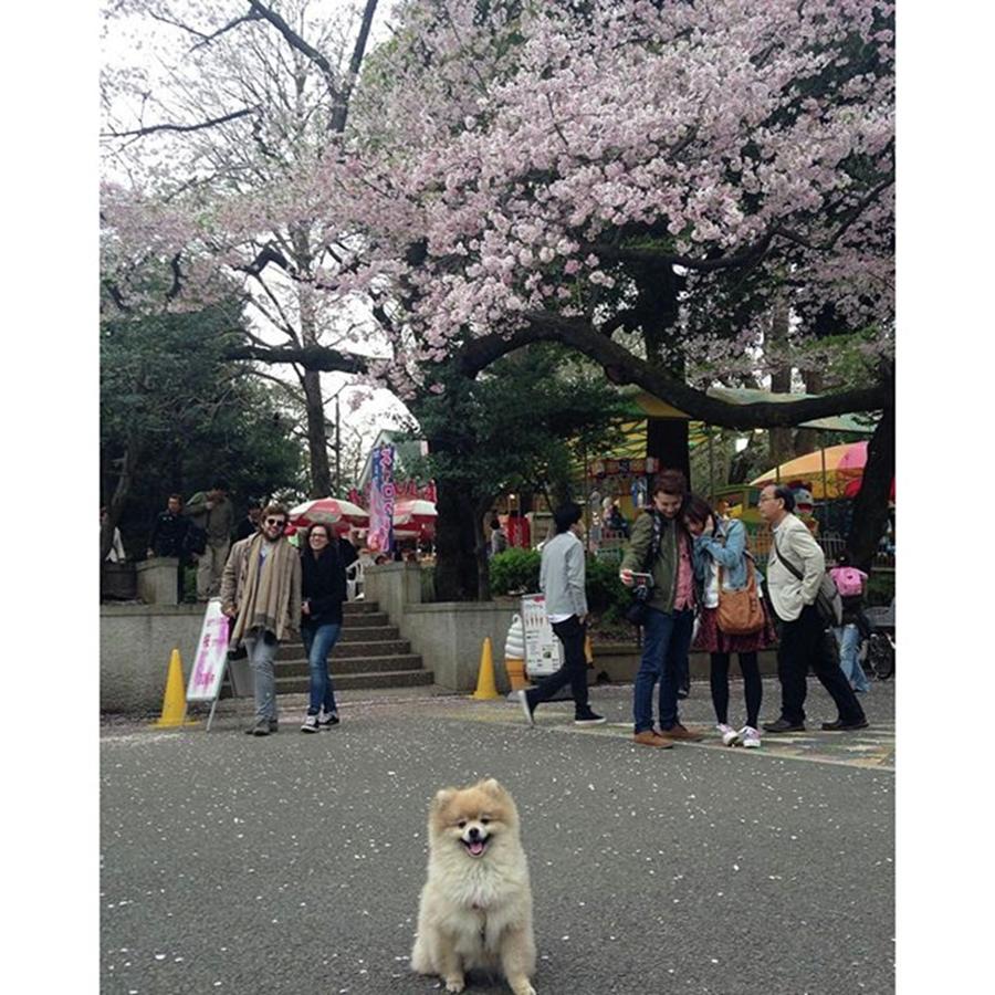 Pomeranian Photograph - Instagram Photo #661470207003 by Masato Fukai