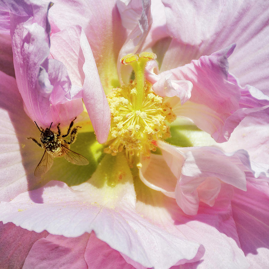 6629- Honey Bee Photograph