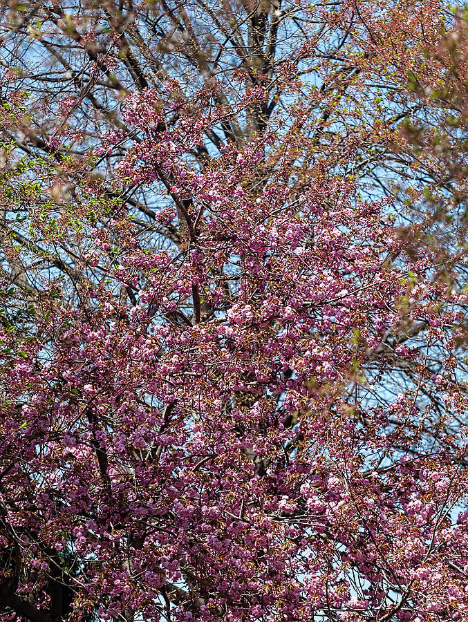 Cherry Trees #67 Photograph by Robert Ullmann