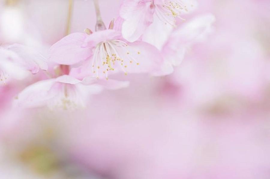 Flower Photograph - #flowers #floral #pale #nature #67 by Toshinori Inomoto