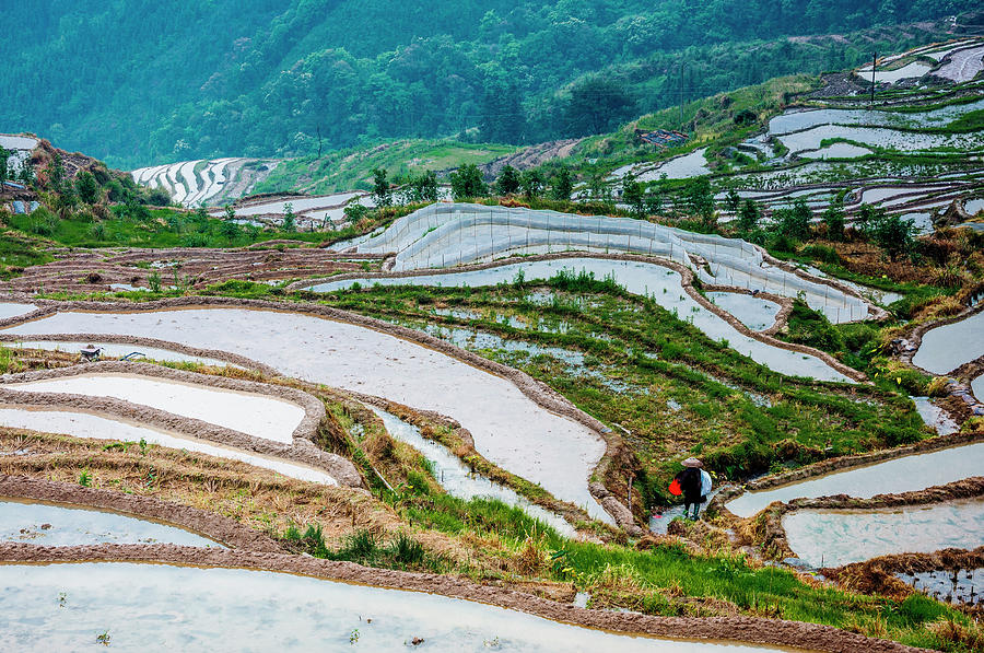 Longji terraced fields scenery #67 Photograph by Carl Ning