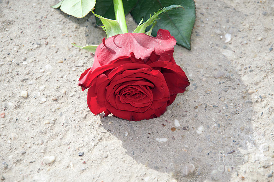 Flower Photograph - Red Rose #67 by Elvira Ladocki
