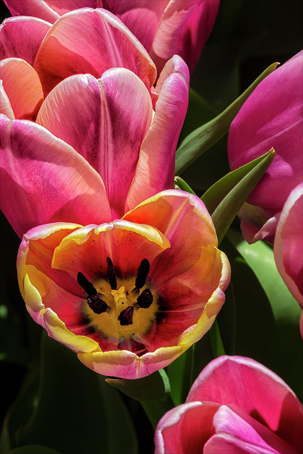 Tulips #67 Photograph by Robert Ullmann