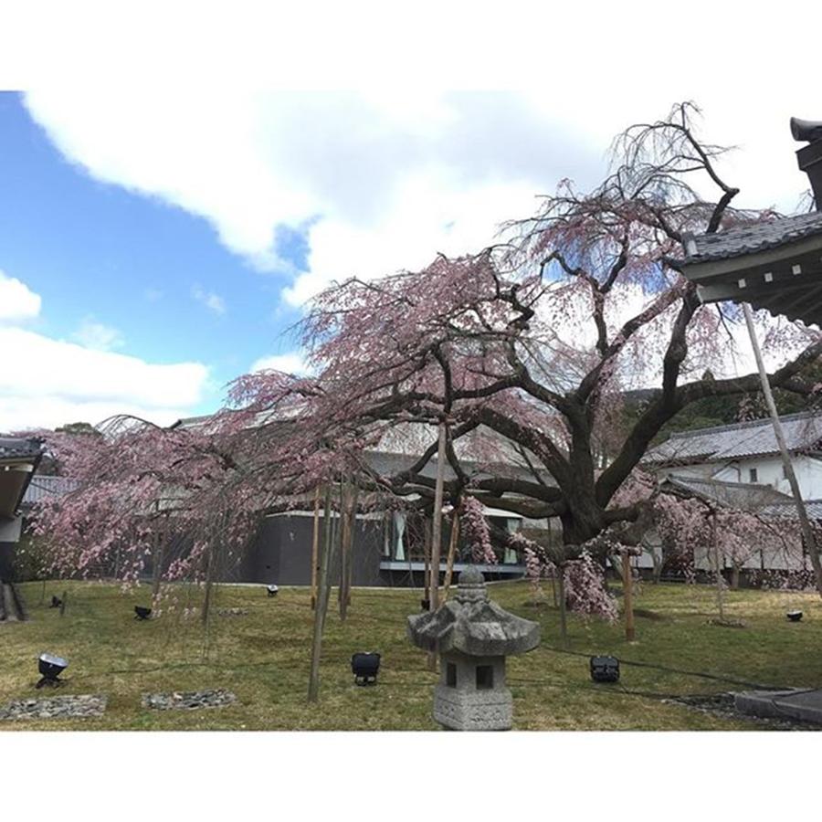 Spring Photograph - Very old Sakura cherry tree in Daigoji temple Kyoto by Chikara Yamamoto