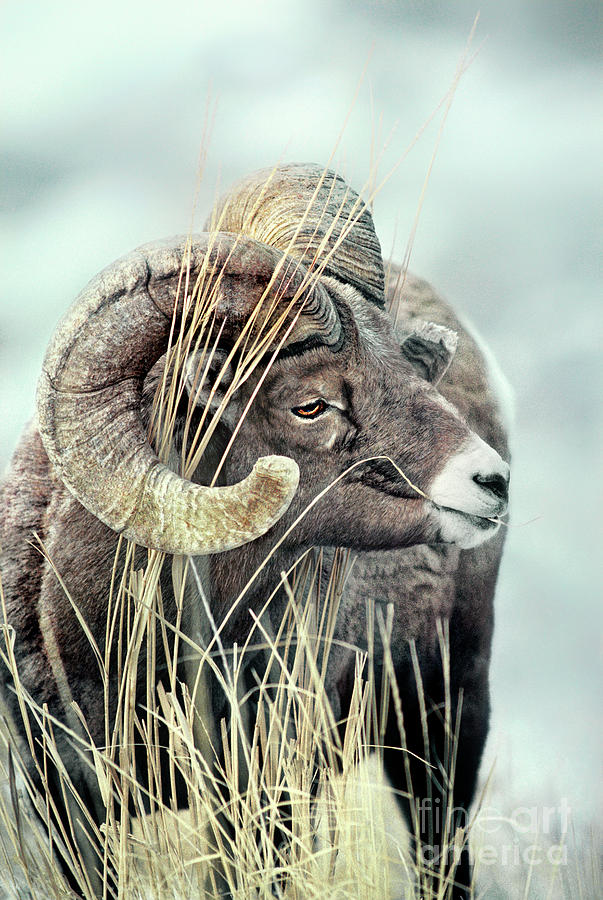 678508530 Bighorn Sheep Ovis Canadensis Wild Wyoming Photograph by Dave Welling