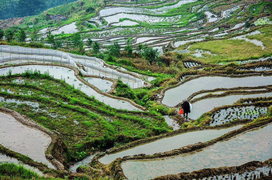 Longji terraced fields scenery #68 Photograph by Carl Ning