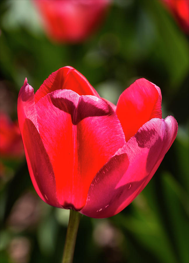 Tulips #68 Photograph by Robert Ullmann
