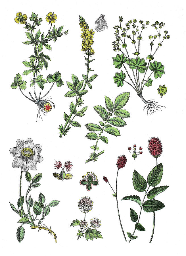 Various Medicinal Plants Drawing by Bildagentur-online | Fine Art America