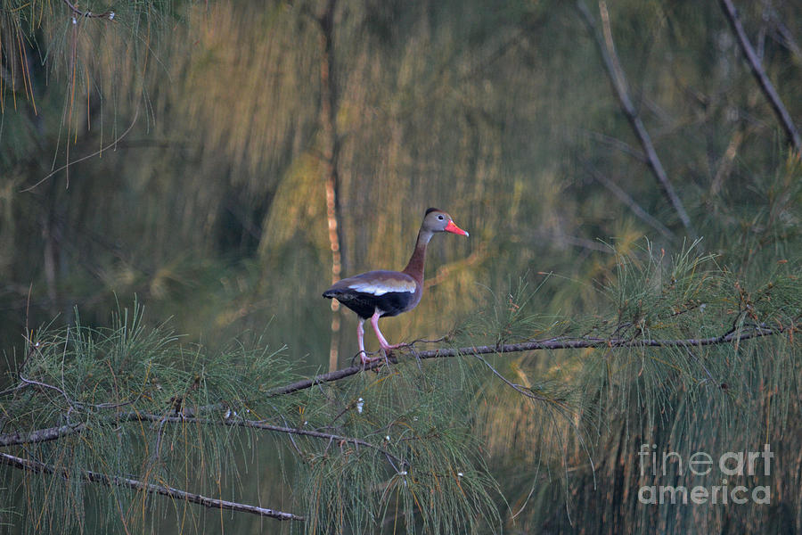 69- Black-Bellied Whistling Duck Photograph by Joseph Keane