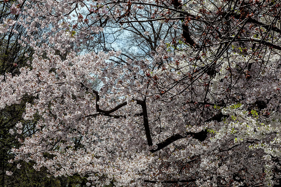 Cherry Trees #69 Photograph by Robert Ullmann