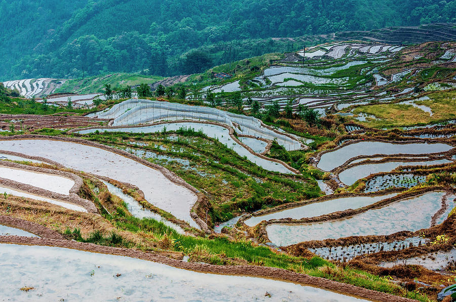 Longji terraced fields scenery #69 Photograph by Carl Ning