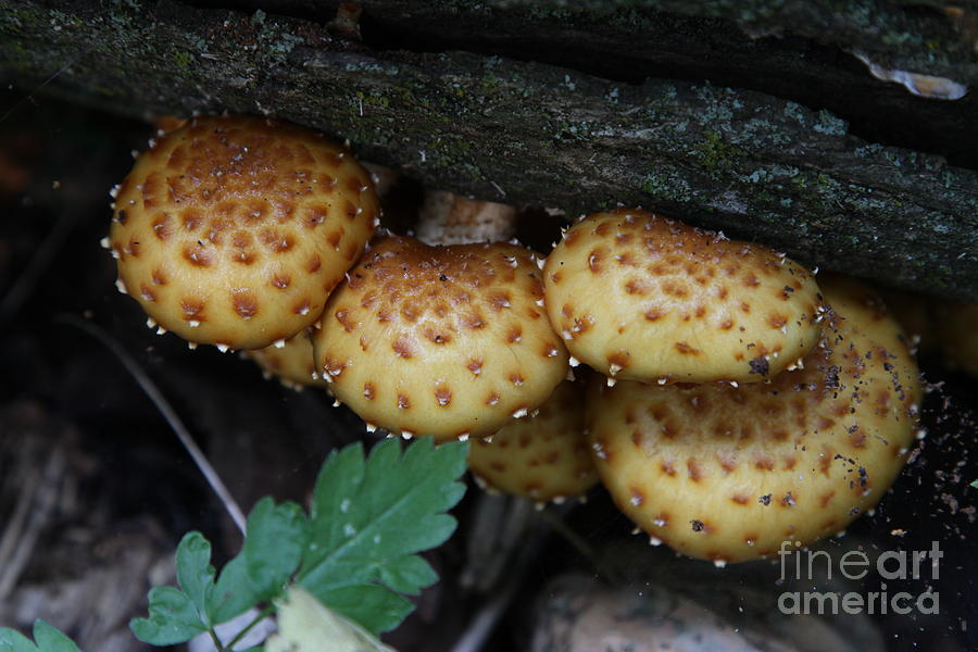 Mushrooms  #69 Photograph by Rick Rauzi