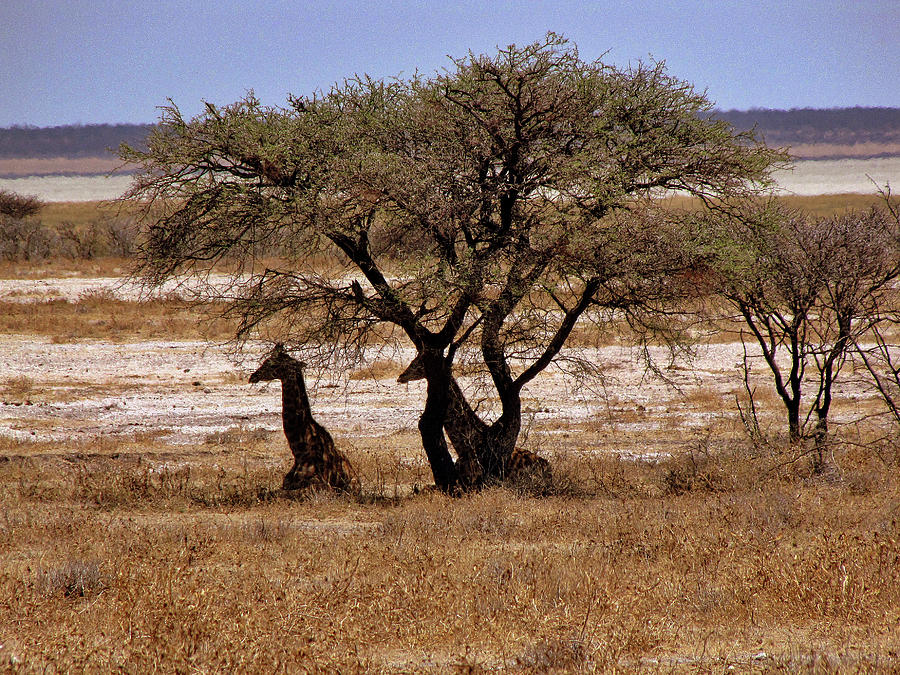 Namibia #69 Photograph by Paul James Bannerman