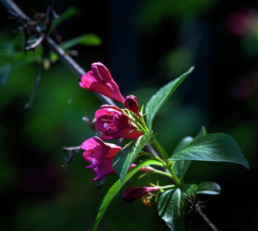 Spring Flowers #69 Photograph by Robert Ullmann