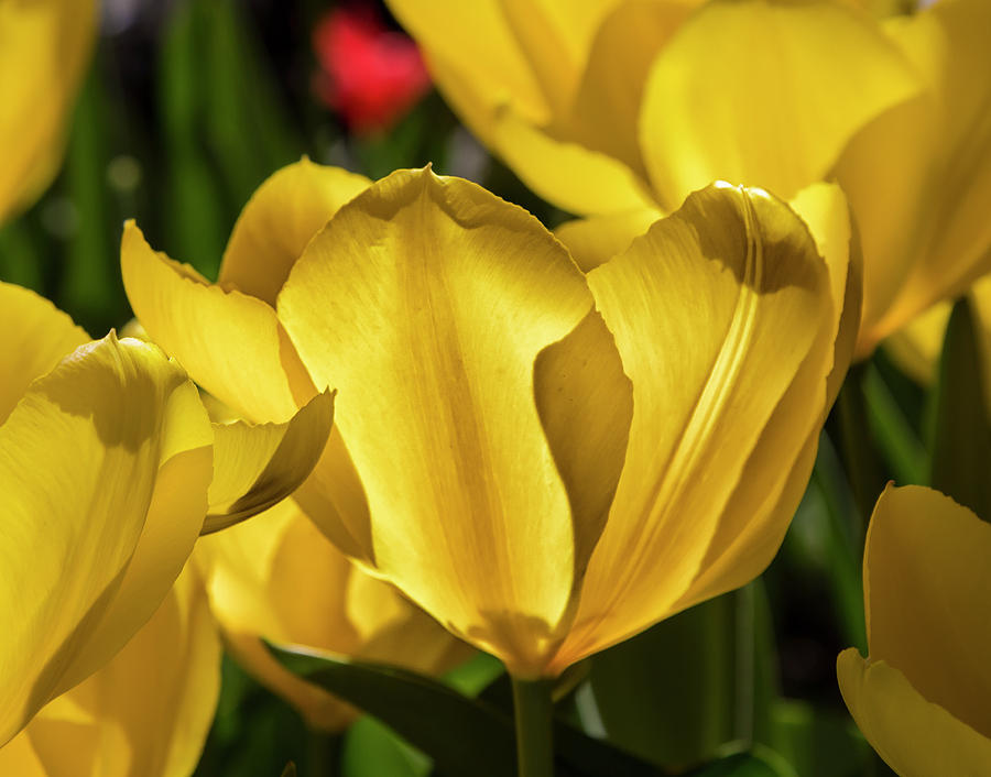 Tulips #69 Photograph by Robert Ullmann