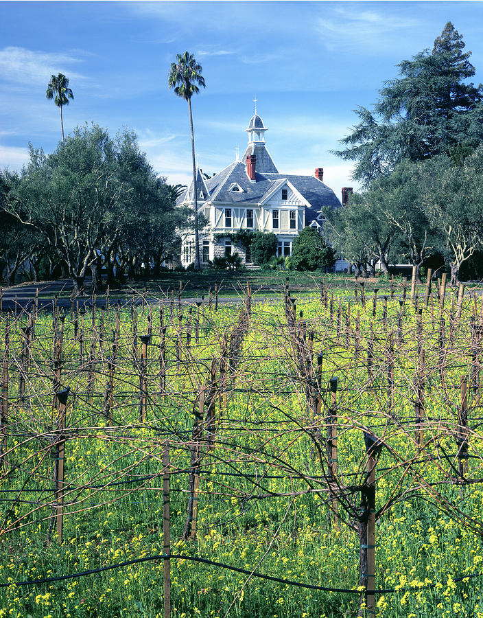 6B6313 Falcon Crest Set at Spring Mountain Vineyard Photograph by Ed Cooper Photography