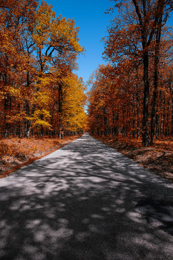 Forest Photograph - // by Stavros Argyropoulos Forest Photograph - // by Stavros Argyropoulos