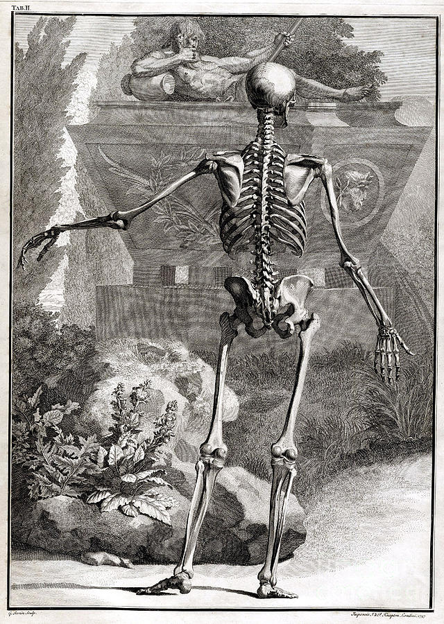 18th Century Anatomical Engraving #9 Photograph by Science Source