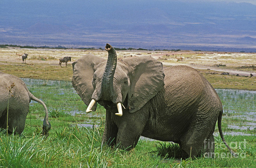 African Elephant Loxodonta Africana #7 Photograph by Gerard Lacz