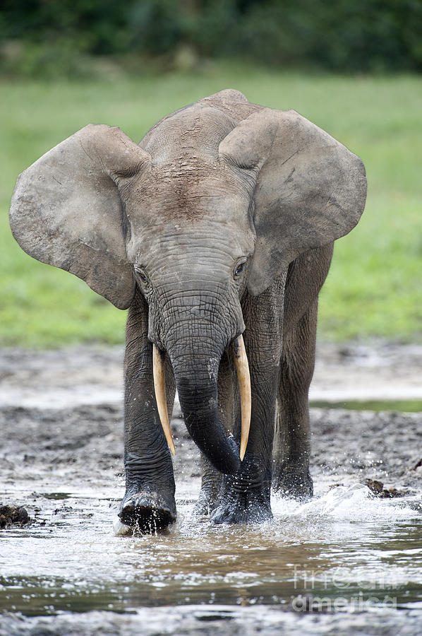 African Forest Elephant Photograph by Tony Camacho | Fine Art America