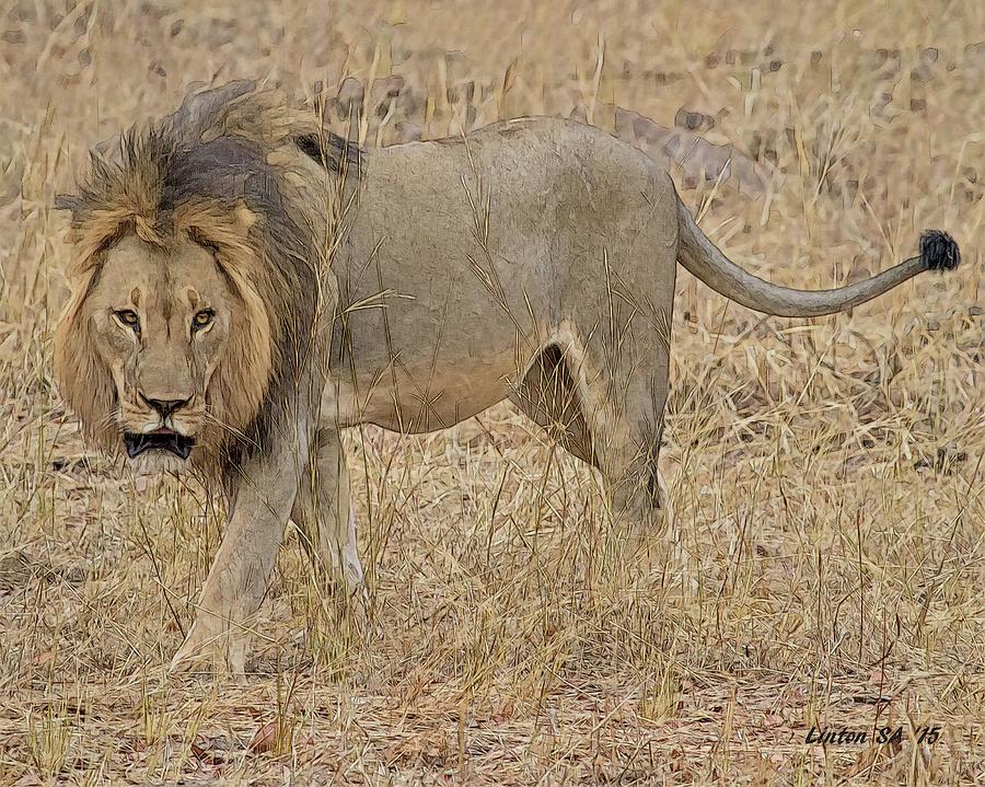 African Lion #7 Digital Art by Larry Linton