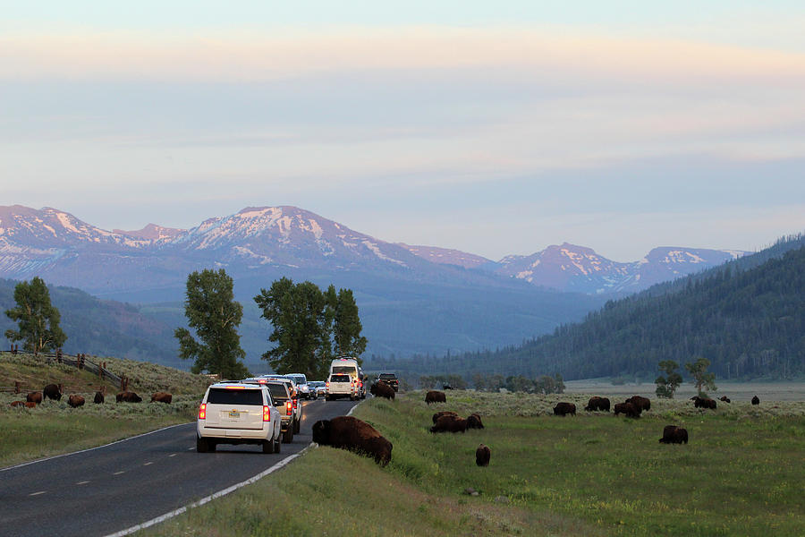American Bison Yellowstone USA #7 Photograph by Bob Savage