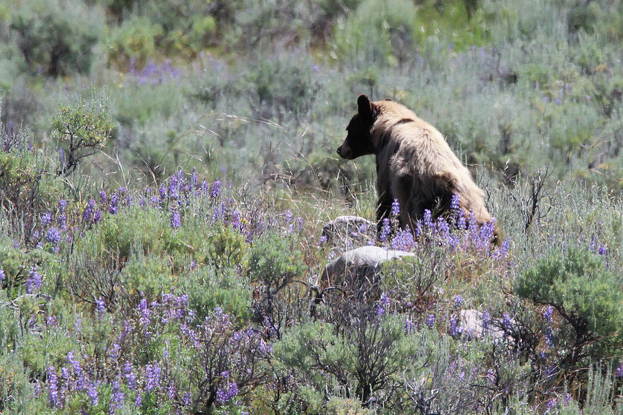 American Black Bear Yellowstone USA #7 Photograph by Bob Savage