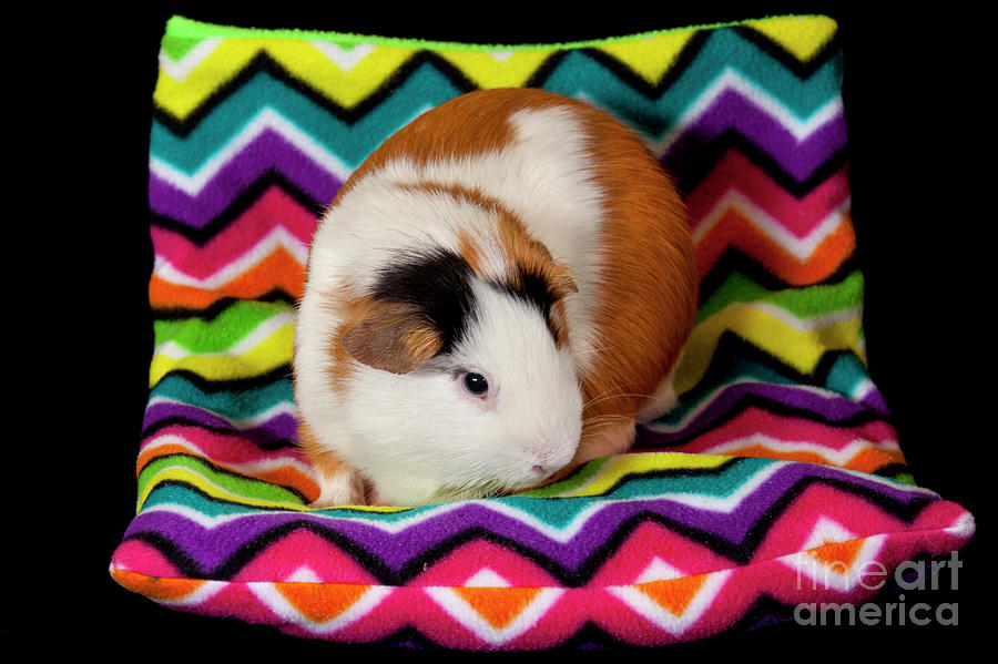 American Guinea Pigs - Cavia porcellus #7 Photograph by Anthony Totah