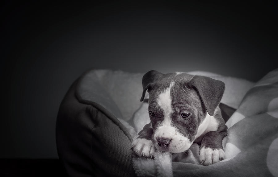 American Pitbull Puppy #7 Photograph by Peter Lakomy