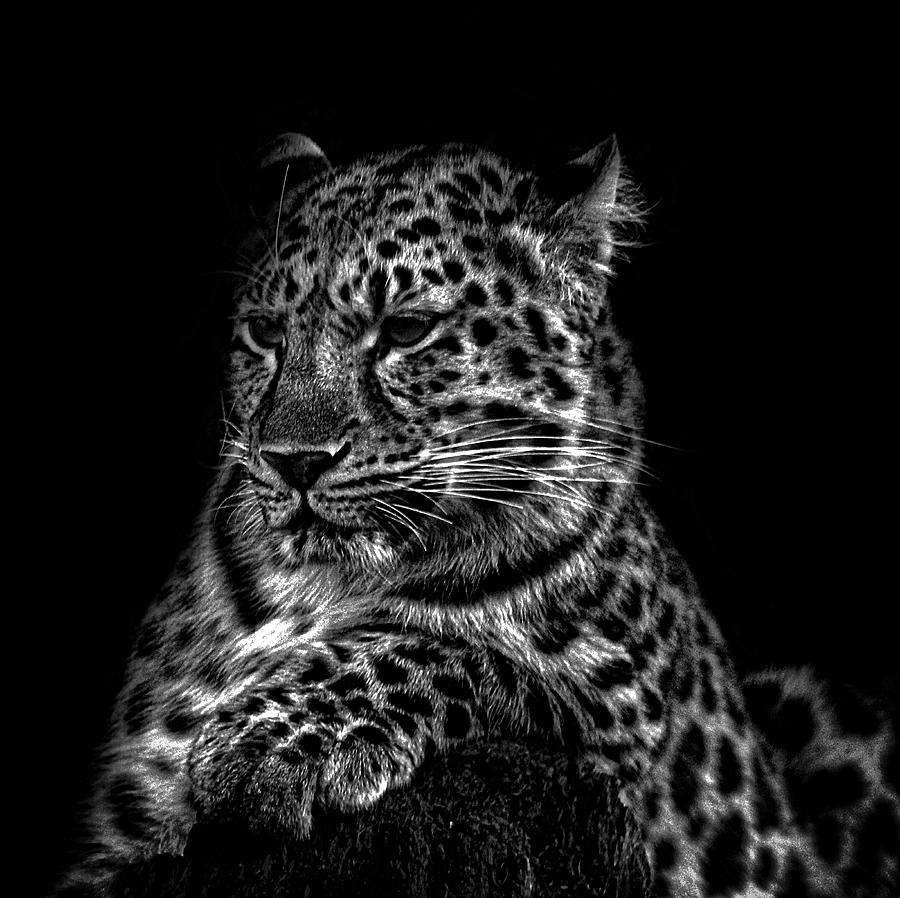 Cat Photograph - Amur Leopard #7 by Martin Newman