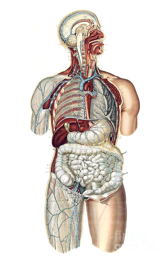 Anatomie Du Corps Humain Laskowski Photograph By Science Source