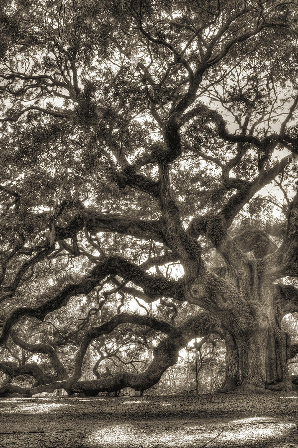 Tree Photograph - Angel Oak Live Oak Tree #7 by Dustin K Ryan