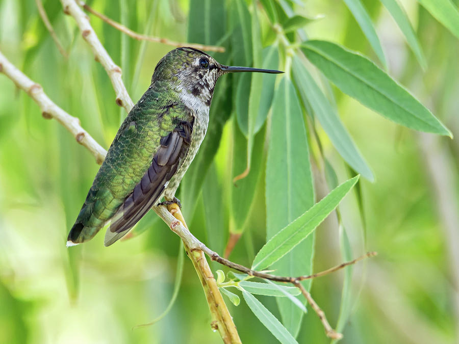 Annas Hummingbird #7 Photograph by Tam Ryan