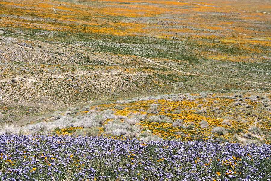 Antelope Valley Poppy Reserve by Beth Taylor Antelope Valley Poppy Reserve by Beth Taylor