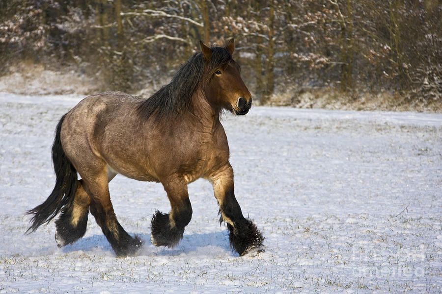 Ardennes Horse Art Prints for Sale