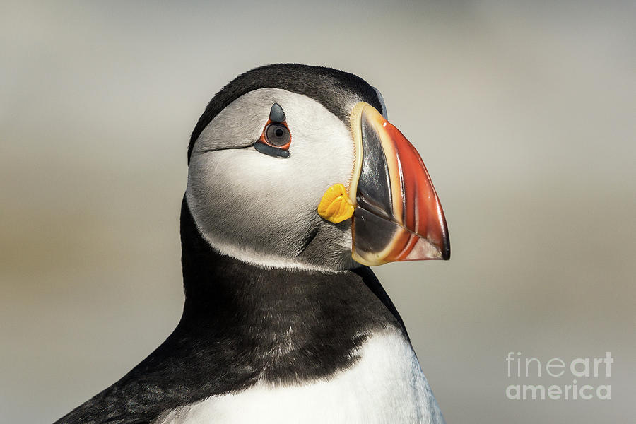 Atlantic Puffin #8 Photograph by Craig Shaknis
