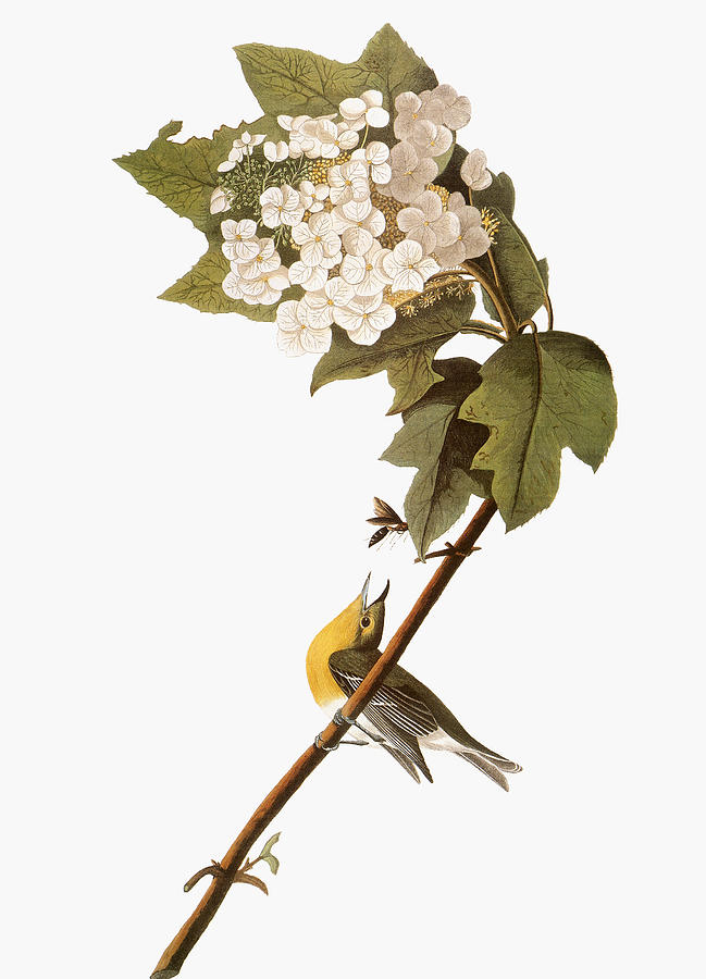 Audubon: Warbler, 1827-38 #7 Photograph by Granger