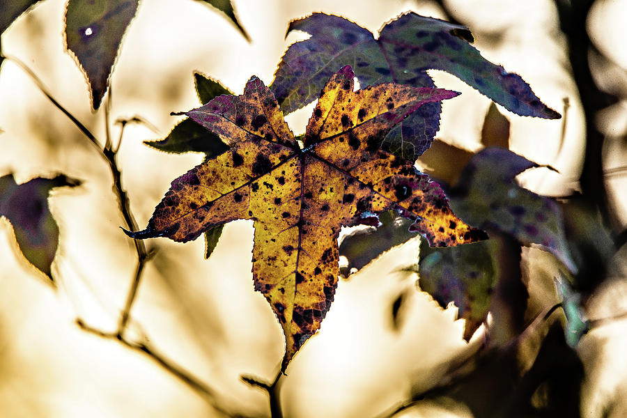 Autumn  leaves decorate a beautiful nature bokeh background with #7 Photograph by Alex Grichenko