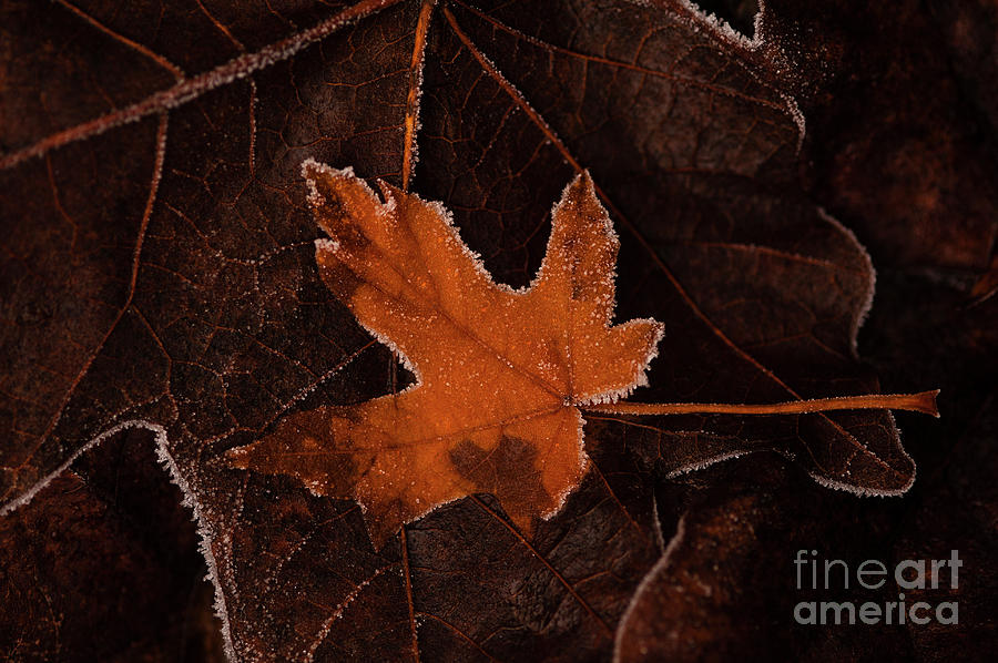 Autumn Leaves #7 Photograph by Jim Corwin