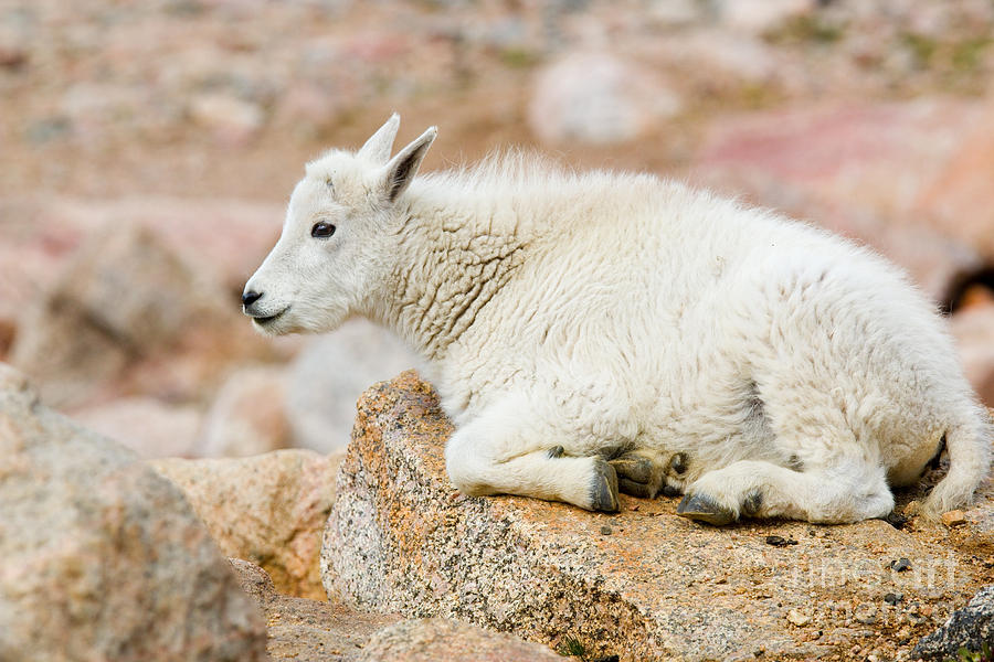 Baby Mountain Goats on Mount Evans #7 Photograph by Steven Krull