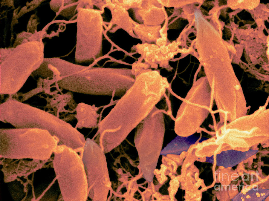 Bacillus Thuringiensis Bacteria #7 Photograph by Scimat