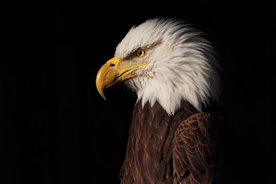 Bald Eagle  #7 Photograph by Brian Cross