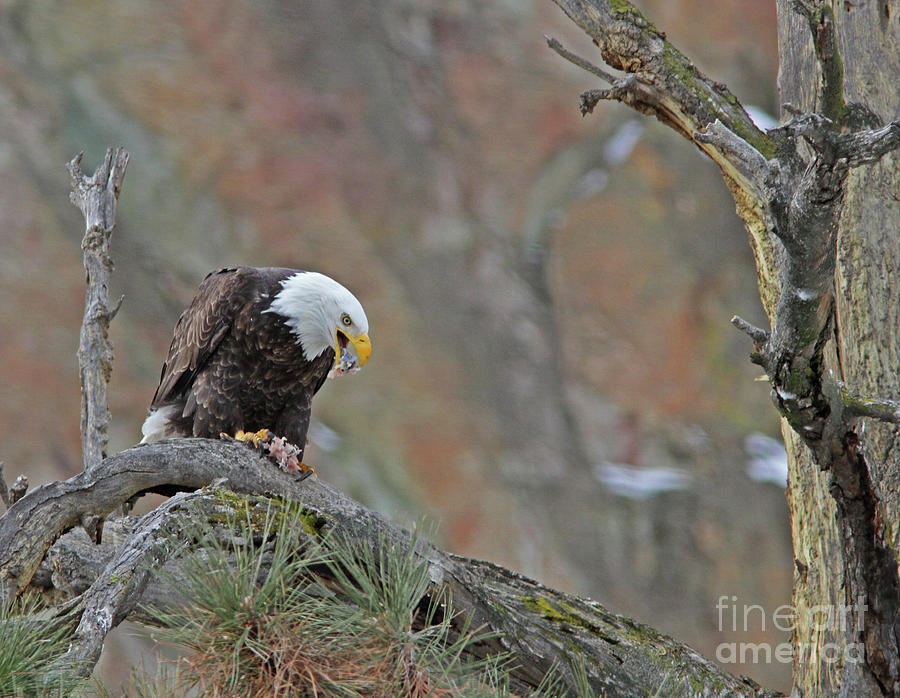 Bird Photograph - Bald Eagle #7 by Gary Wing