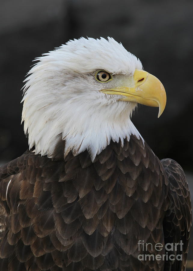 Eagle Photograph - Bald Eagle #7 by Ken Keener