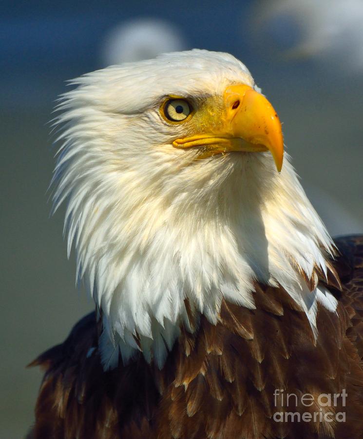 Bald Eagle #7 Photograph by Marc Bittan